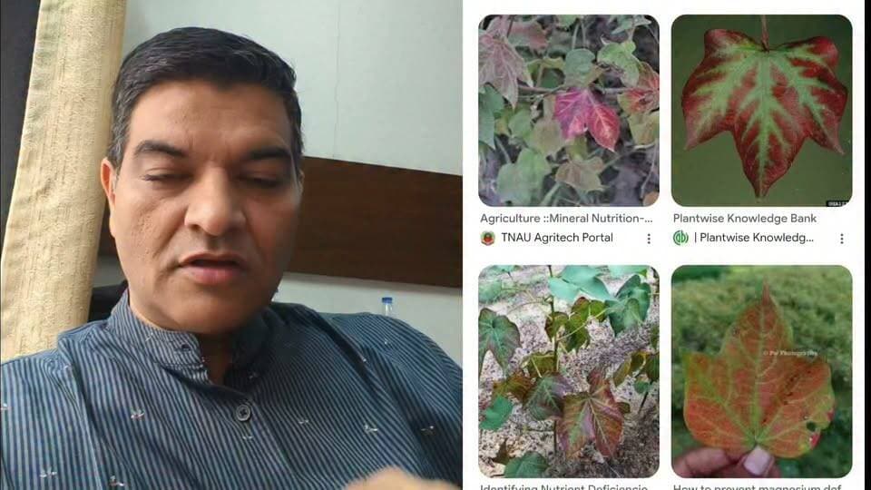 कपास में मैग्नीशियम की कमी है तो कौन से उत्पाद का इस्तेमाल करें ? जिसके अंदर आपको मैग्नीशियम जिंक और फास्फोरस भी मिल जाए। #कपास #निमाड़ #मैग्नीशियम