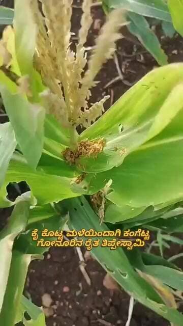 ಮಳೆ ಇಲ್ಲದೆ ಒಣಗಿ ಹೋದ ಮೆಕ್ಕೆಜೋಳ ಬೆಳೆ #viral #viralvideo #maize #chitradurga #former