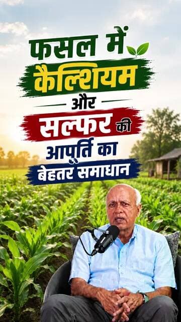 Crop Management: फसल में कैल्शियम और सल्फर की आपूर्ति का बेहतर समाधान