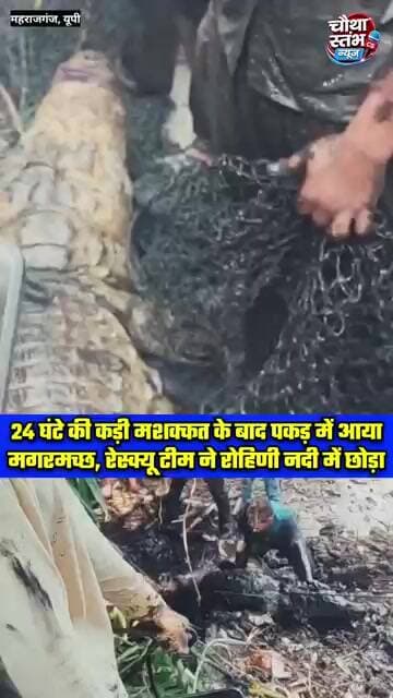 पकड़ी रेंज के अमूरतिया बाजार में मगरमच्छ निकलने से मचा हड़कंप...