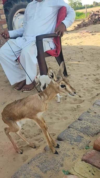 इस के लिए बेस्ट नाम बताओ
#खाजूवाला #किसान #मूंगफली #बारिश #wildlife