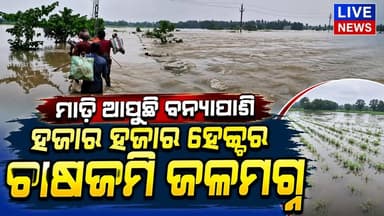 ମାଡ଼ି ଆସୁଛି ପାଣି, ରୁହନ୍ତୁ ଏମିତି ସାବଧାନ #flood #odisha #rain #livenews #breakingnews