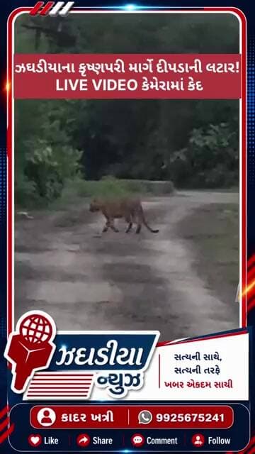 ઝઘડીયાના કૃષ્ણપરી માર્ગે દીપડાની લટાર! LIVE VIDEO કેમેરામાં કેદ. #jhagadia