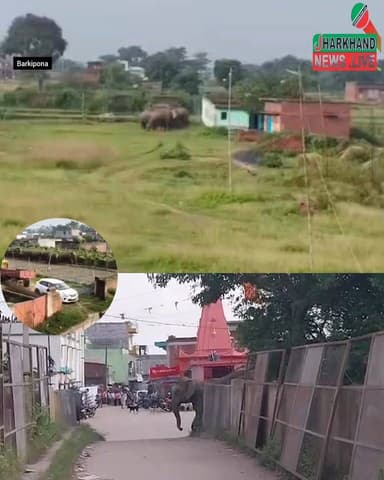रामगढ़ में हाथियों का आतंक! खेत में काम कर रही महिला को कुचलकर मार डाला !