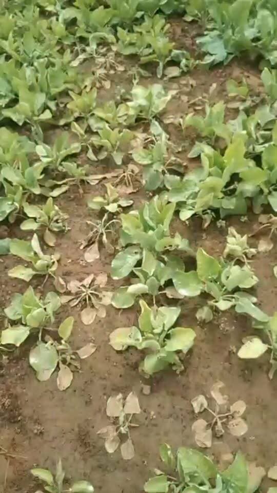गोभी में तना गलन भारी समस्या
#गोभी #रील #agriculture