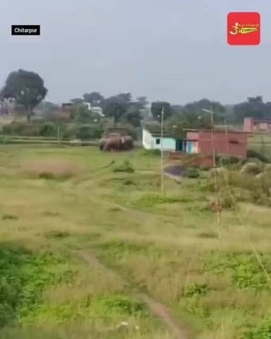 रामगढ़ में हाथियों का आतंक! खेत में काम कर रही महिला को कुचलकर मार डाला !