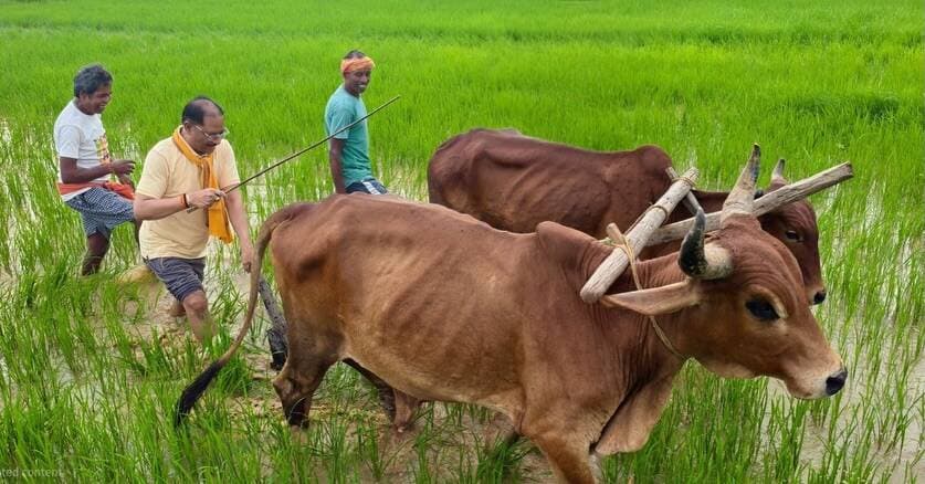 किसान परिवार से होने के नाते खेती मेरे लिए जीवन का संस्कार, छत्तीसगढ़ की माटी, कृषि परंपरा और मेहनतकश अन्नदाता किसान सदैव दिल के सबसे करीब : मुख्यमंत्री श्री विष्णु देव साय
माटी के मान, पुरखों की पहचान को जीवंत करते हुए मुख्यमंत्री श्री साय ने अपने खेतों में हल चलाकर की बियासी, माटी, मेहनत और खेती-किसानी की परंपराओं के प्रति उनके आत्मीय जुड़ाव को दर्शाता यह सहज अंदाज
📍बगिया, जशपुर