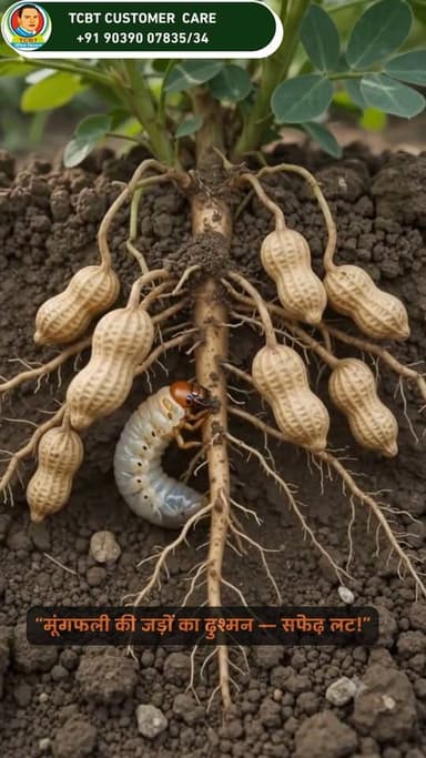 🌱 *मूंगफली की जड़ों को नुकसान पहुँचा रही है सफेद लट? 😟*
सफेद लट के प्रबंधन के लिए अपनाएँ *TCBT का Package of Practice* 🌿
👉 भू-निर्विशी भस्म
👉 सुहागा भस्म
👉 कीट भक्षक VBM
*सही तरीका और पूरी मात्रा जानने के लिए वीडियो पूरा देखें 🎥👇*
📞 WhatsApp / Call: *+91 90390 07835*
📞 Call: *+91 90390 07834*
🌐 Website: https://tcbtjaivikkisan.com
📱 TCBT App: https://play.google.com/store/apps/details?id=com.tcbt.myapp
🛒 Products: https://products.tcbtjaivikkisan.com
▶️ YouTube: https://youtube.com/@TarachandBelji
🌿 *TCBT Jaivik Kisan*
*स्वस्थ मिट्टी • स्वस्थ जड़ें • बेहतर उत्पादन*
#TCBT #jaivikkisann #moongfali #groundnutoil#WhiteGrub #safedlat #kisanlife #agriculture #farming #jaivikkheti#soilhealthealth #𝐢𝐧𝐝𝐢𝐚𝐧𝐟𝐚𝐫𝐦𝐞𝐫
