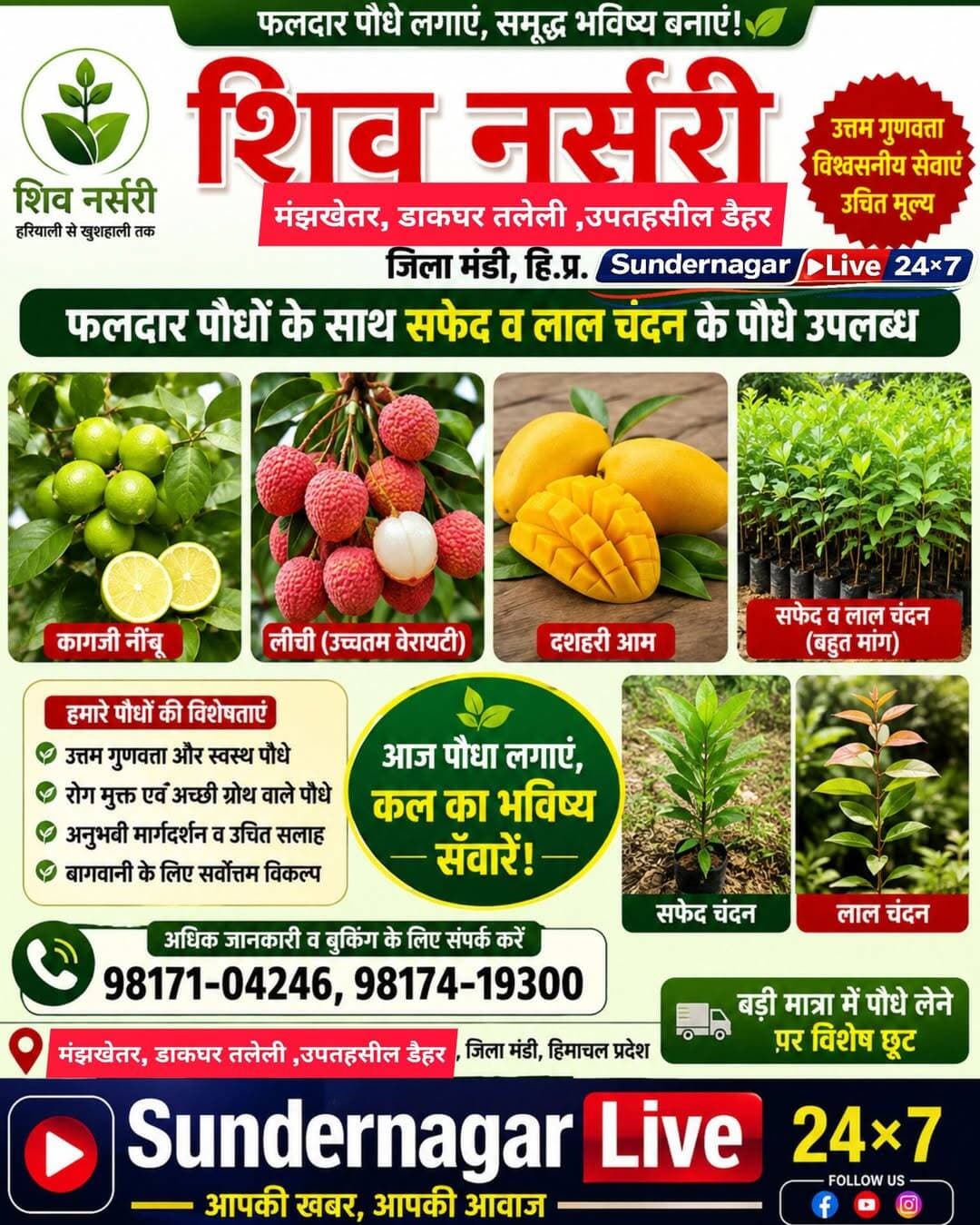 फलदार और सफेद व लाल चंदन के पौधों हेतु संपर्क करें,शिव नर्सरी,मंझखेतर,चनोल(सुंदरनगर)।
संपर्क 9817104246,9817419389