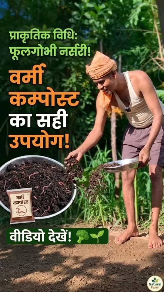 🌱 प्राकृतिक विधि से वर्मी कम्पोस्ट का प्रयोग करते हुए फूलगोभी की नर्सरी तैयार की जा रही है। 🌿🥦 #फूलगोभी🥬🥬🥬 #नर्सरी_वाला_🌱💞🍃 #farminglifetrending_reels_💸kisan_desi🧒_👳❤️ #shortreelvideo🙏❤️ Yogendra Prajapati
