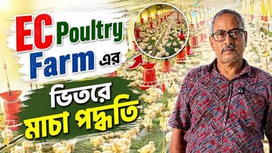 Ec Poultry Farm এর ভিতরে মাচা পদ্ধতি …..