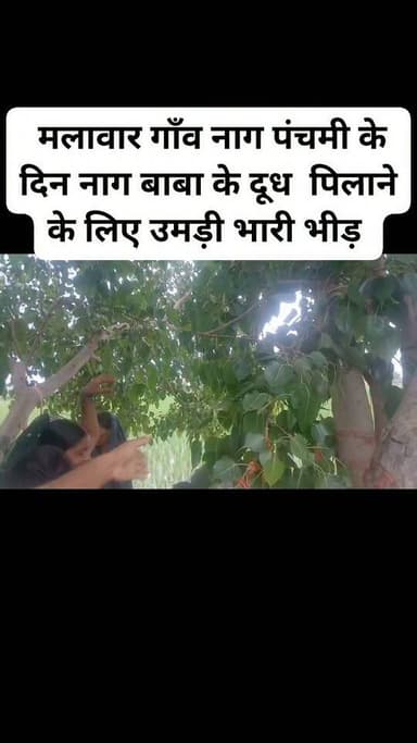 मलावार गाँव नाग पंचमी के दिन नाग बाबा के दूध पिलाने के लिए उमड़ी भारी भीड़