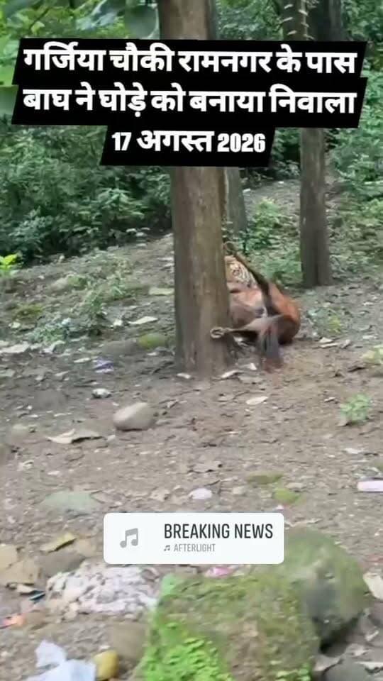 🚨 आबादी के पास दिनदहाड़े विशालकाय बाघ का आतंक! 🐅
रामनगर के गर्जिया क्षेत्र में उस समय दहशत फैल गई, जब जंगल से निकलकर एक विशालकाय बाघ ने आबादी के पास घोड़े पर हमला कर दिया। बाघ घोड़े को खींचकर जंगल की ओर ले जाता हुआ दिखाई दिया।
दिनदहाड़े हुई इस घटना से स्थानीय लोगों में भय का माहौल है। लोगों ने वन विभाग से क्षेत्र में गश्त बढ़ाने और बाघ की गतिविधियों पर नजर रखने की मांग की है।
#रामनगर #गर्जिया #बाघ #टाइगर #वन्यजीव #जंगल #दहशत #कॉर्बेट #उत्तराखंड #UttarakhandNews #RamNagarNews #TigerAttack #BreakingNews