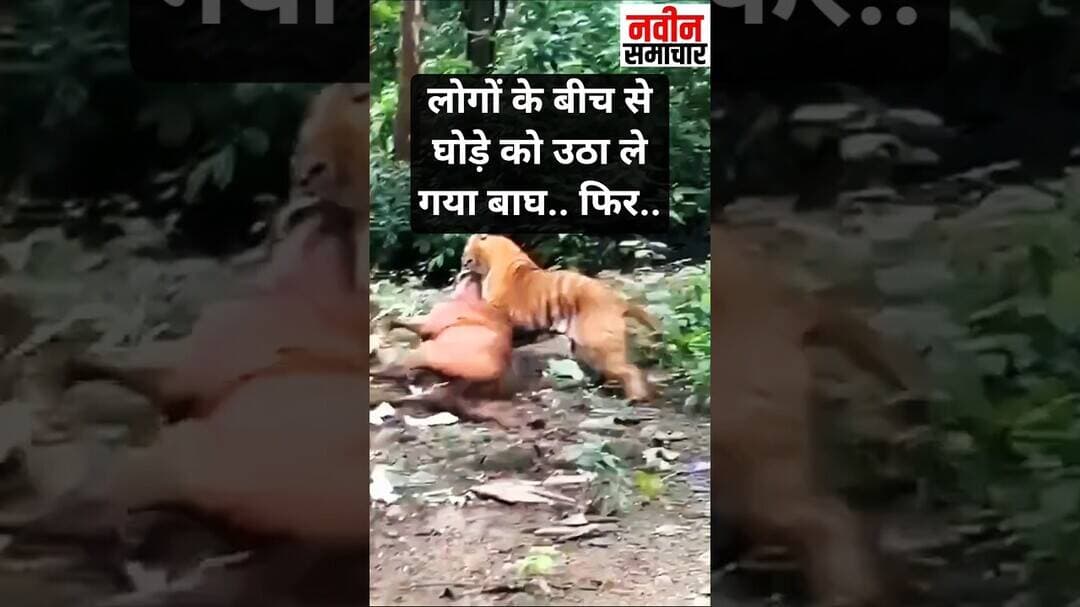 लोगों के बीच से घोड़े को उठा ले गया बाघ.. फिर.. । Navin Samachar । Wildlife । Ghode ko Le Gaya Bagh ।