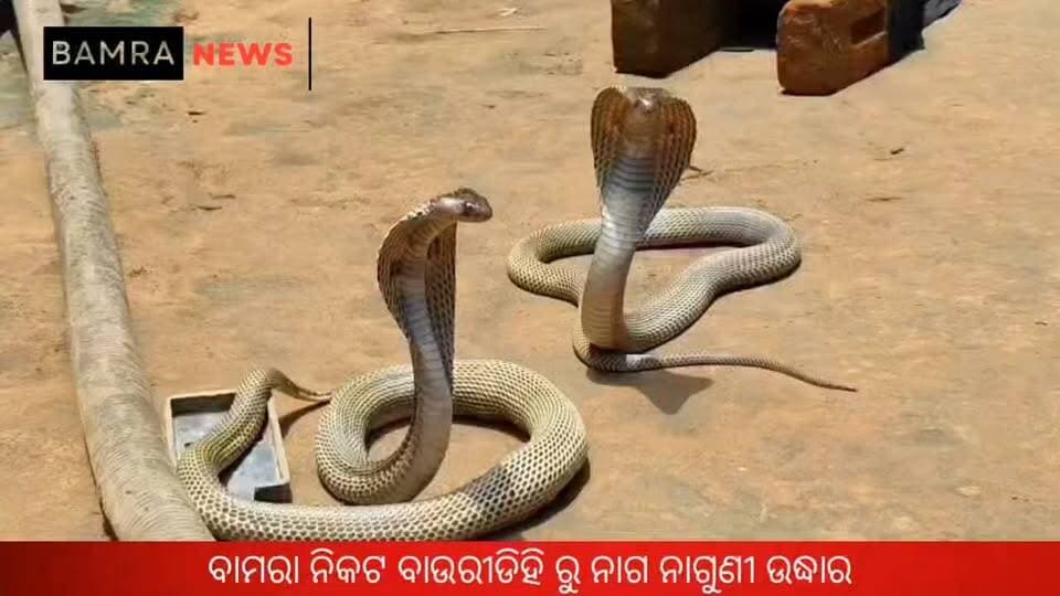 ବାଉରୀଡିହି ରେ କୁକୁଡ଼ା ଘରେ ନାଗ-ନାଗୁଣୀଙ୍କ ଆତଙ୍କ: କୁକୁଡ଼ା ମାରି ୧୦ ଅଣ୍ଡା ଗିଳିଦେଲେ, ସର୍ପମିତ୍ରଙ୍କ ଦ୍ୱାରା ଉଦ୍ଧାର
#Bamra #Bauridihi #SnakeRescue #KingCobra #CobraRescue #SnakeRescueOperation #SarpaMitra #WildlifeRescue #SnakeNews #OdishaNews #SambalpurNews #LocalNews #ViralNews #OdishaWildlife #NatureNews