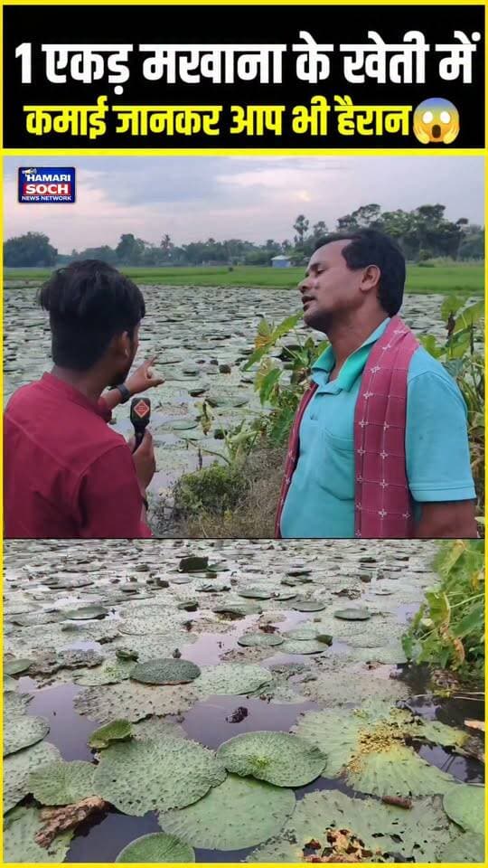 💰 एक एकड़ मखाना की खेती से कितनी कमाई? आंकड़ा जानकर उड़ जाएंगे होश! 😱🌱 #Makhana #MakhanaFarming #Kisan #Farming #hamarisochnews
