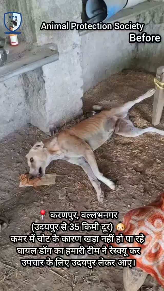 📍 करणपुर, वल्लभनगर (उदयपुर से लगभग 35 किमी दूर) 🐶
करणपुर से एक डॉग के घायल होने की सूचना मिली। उसकी कमर में चोट लगी थी, जिसके कारण वह खड़ा भी नहीं हो पा रहा था। हमारी टीम ने तुरंत रेस्क्यू कर उपचार के लिए उसे उदयपुर लेकर आए। ❤️🐾
उचित उपचार और देखभाल के बाद वह स्वस्थ हो गया और उसे सुरक्षित उसके मूल क्षेत्र करणपुर में वापस छोड़ दिया गया।
आपकी एक सूचना किसी बेजुबान की ज़िंदगी बचा सकती है। 🐾
#DogRescue #AnimalRescue #savestrays #saveanimals #dogs