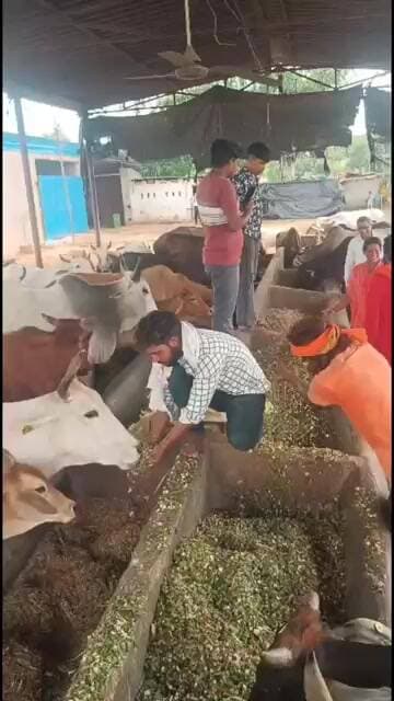 #चण्डौस श्रावण मास में विहिप गो रक्षा विभाग के पंडित परमेश्वर भारद्वाज के नेतृत्व में की गो सेवा