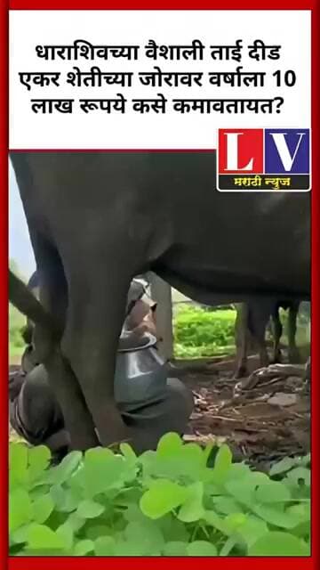 धाराशिवच्या वैशाली ताई दीड एकर शेतीच्या जोरावर वर्षाला 10 लाख रूपये कसे कमावतायत?