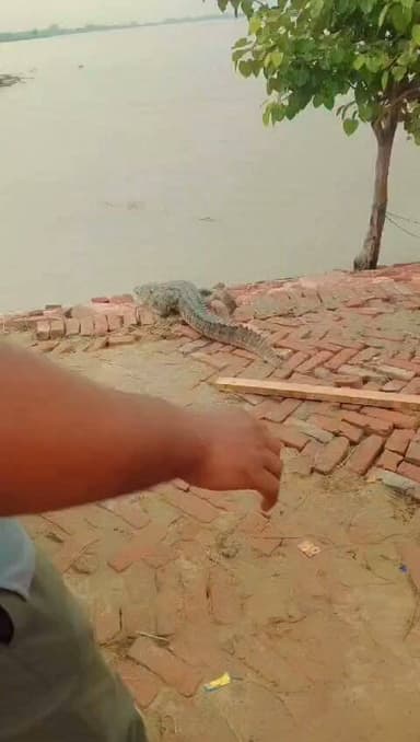 कछला के बार्ड नंबर एक में दिखा मगरमच्छ रेस्क्यू करके गंगा में छोडा गया