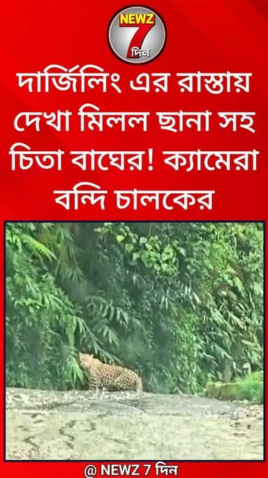 দার্জিলিং এর রাস্তায় ছানা সহ চিতাবাঘ ঘুরে বেড়াচ্ছে এভাবেই! রাস্তায় দেখতেই ক্যামেরাবন্দি করলেন চালক