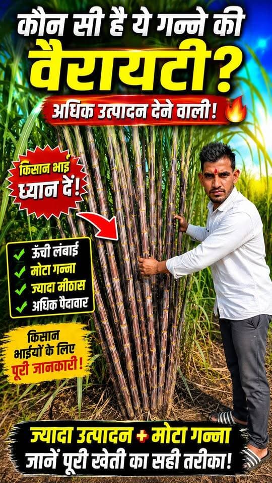 😱 ये कौन-सी गन्ने की वैरायटी है? | मोटा गन्ना + ज्यादा उत्पादन का राज़ 🌾🔥
#गन्ना #गन्नेकीखेती #SugarcaneFarming #किसान #KisanSathi