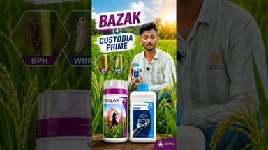 Bazak धान में BPH भूरा माहू का पक्का इलाज।।Adama Bazak Insecticide | Paddy BPH Control #bazak