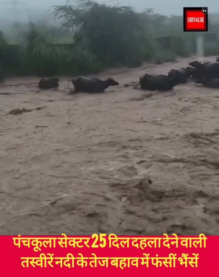 पंचकूला सेक्टर 25 के पास नदी के तेज बहाव में फंसीं भैंसें
#hr71 #Sadora #accident #students #yamunanagar #jagadhri #cjp #YNR #NayabSinghSaini