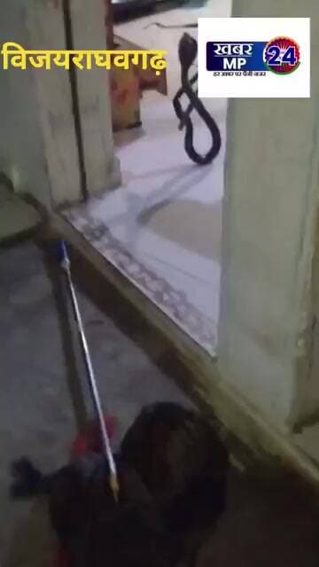 छिंदिया टोला में एक घर पर निकला कोबरा सांप,मचा हड़कंप सर्प मित्र ने किया रेस्क्यू