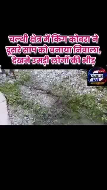 चल्थी क्षेत्र में किंग कोबरा ने दूसरे सांप को बनाया निवाला, देखने उमड़ी लोगों की भीड़