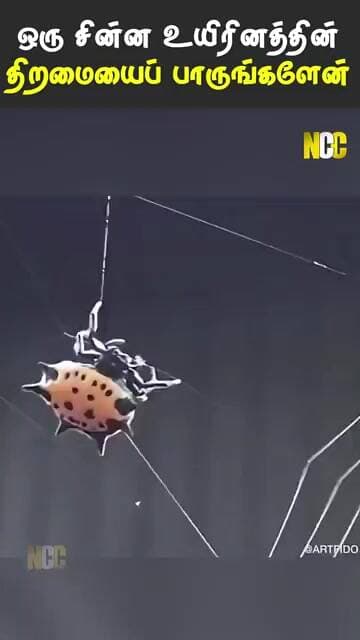 ஒவ்வொரு உயிரும் அழகு தான்