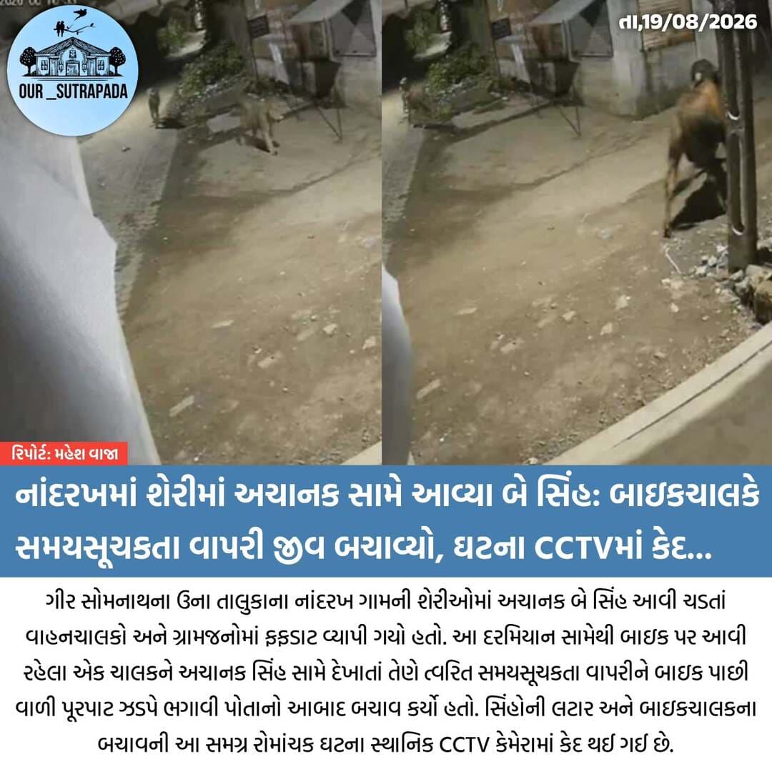 નાંદરખમાં શેરીમાં અચાનક સામે આવ્યા બે સિંહ: બાઇકચાલકે સમયસૂચકતા વાપરી જીવ બચાવ્યો, ઘટના CCTVમાં કેદ
<nis:link nis:type=tag nis:id=our_sutrapada nis:value=our_sutrapada nis:enabled=true nis:link/> <nis:link nis:type=tag nis:id=girsomnath nis:value=girsomnath nis:enabled=true nis:link/> <nis:link nis:type=tag nis:id=liveupdate nis:value=liveupdate nis:enabled=true nis:link/> <nis:link nis:type=tag nis:id=unagujarat nis:value=unagujarat nis:enabled=true nis:link/> <nis:link nis:type=tag nis:id=girforest nis:value=girforest nis:enabled=true nis:link/>