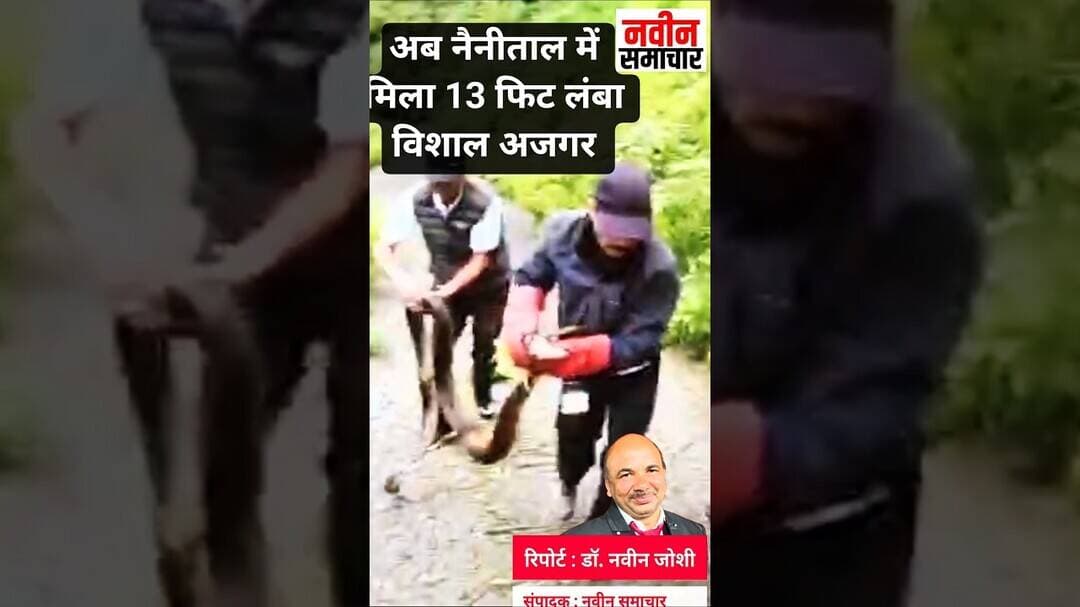 अब नैनीताल में मिला 13 फिट लंबा विशाल अजगर । Navin Samachar । Rock Python । Nainital News । Wildlife