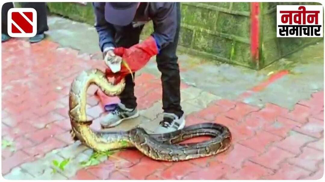 अब नैनीताल में मिला 13 फिट लंबा विशाल अजगर । Navin Samachar । Rock Python । Nainital News । Wildlife