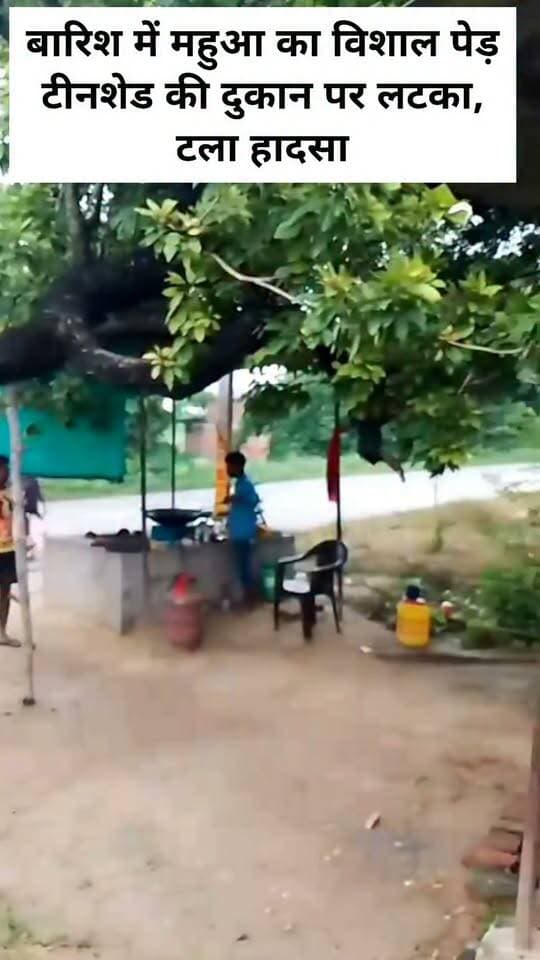 बारिश में महुआ का विशाल पेड़ टीनशेड की दुकान पर लटका, टला हादसा
वाराणसी। जंसा थाना क्षेत्र के हरिहरपुर गांव के समीप पंचकोशी मार्ग पर बुधवार सुबह करीब छह बजे तेज बारिश के कारण एक विशालकाय महुआ का पेड़ अचानक टीनशेड की दुकान पर लटक गया। पेड़ गिरने की आशंका को देखते हुए दुकानदार ने तत्काल बांस-बल्ली लगाकर उसे रोक दिया, जिससे संभावित दुर्घटना टल गई।
बताया गया कि हरिहरपुर के समीप पंचकोशी मार्ग पर सरजू पटेल ने टीनशेड लगाकर ब्रेड-पकौड़ा की दुकान खोल रखी है। बुधवार सुबह तेज बारिश के दौरान दुकान के बगल में स्थित विशालकाय महुआ का पेड़ अचानक एक ओर झुककर दुकान की तरफ लटक गया। पेड़ को गिरने से रोकने के लिए दुकानदार ने समय रहते बांस-बल्ली का सहारा दिया।
इस संबंध में वन दरोगा वैभव श्रीवास्तव ने बताया कि पेड़ के लटकने की जानकारी मिली है। मामले में उचित कार्रवाई की जायेगी।
#LETESTNEWS #VaranasiUpdate 👇👇