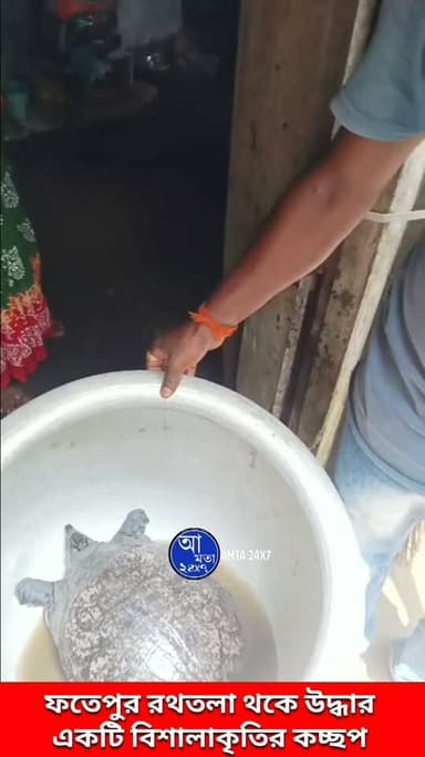 আমতার ফতেপুর রথতলা থেকে উদ্ধার হল একটি বিশালাকৃতির কচ্ছপ
Amta 24x7 আমতা ২৪x৭