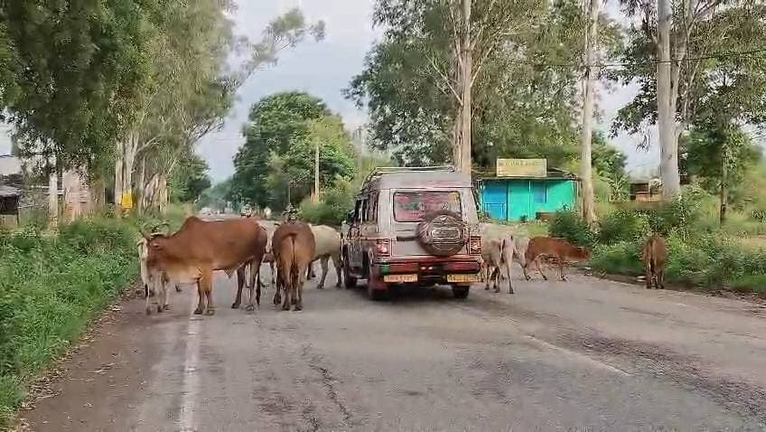 କୁଚିଣ୍ଡା ଏନ ଏ ସି ଅନ୍ତର୍ଗତ ସଇଡା ମୁଖ୍ୟ ରାସ୍ତା ଜାତୀୟ ରାଜପଥ ରେ ବୁଲା ଗାଈଗୋରୁ ଙ୍କ ଦ୍ୱାରା ରାସ୍ତା ଅବରୋଧ ହେବା ସହ ଦୈନିକ ଛୋଟବଡ଼ ଦୁର୍ଘଟଣା ଘଟୁଥିଲା ବେଳେ ପ୍ରଶାସନ ଉକ୍ତ ବୁଲା ଗାଈଗୋରୁ ଙ୍କୁ ଥଇଥାନ ବ୍ୟବସ୍ଥା କରିବାକୁ ଦାବି ହେଉଛି l
#kuchinda #amarkuchinda #newsfeed