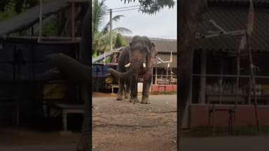 Mayurbhanj , Odisha #mayurbhanj #baripada #elephant #wildlife #wildanimals