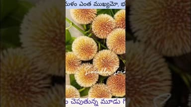 kadambam 3 facts @telanganareporter #telanganareporter #srichagantikoteswararaogaaru