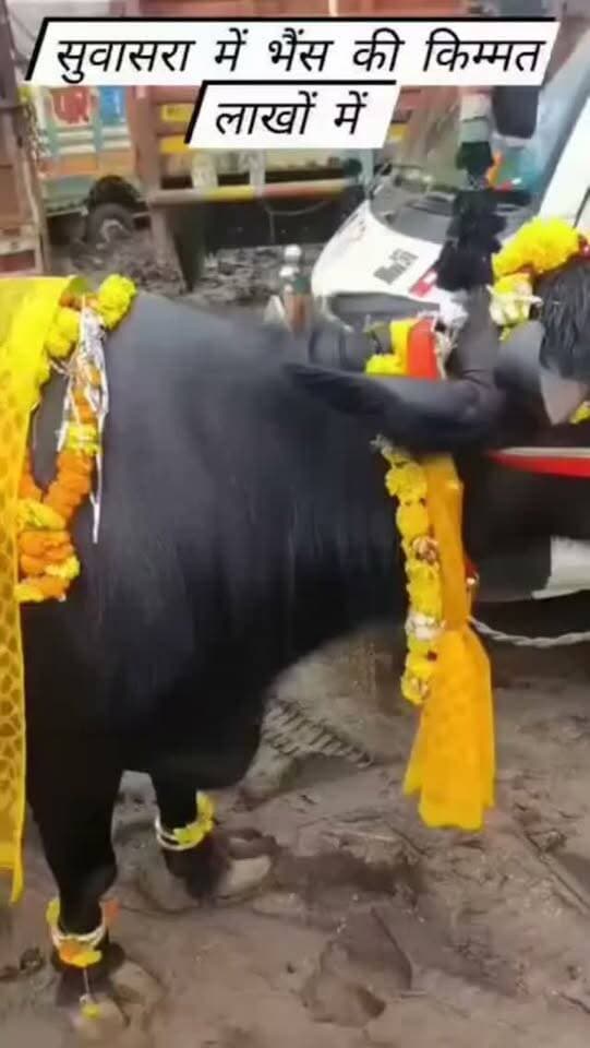 🐃 सुवासरा पशु हाट बाजार में एक भैंस की कीमत ने सबको चौंका दिया! 😲
इस भैंस की बोली ₹2 लाख 51 हजार रुपये तक पहुंची। बताया जा रहा है कि भैंस रोजाना करीब 12 लीटर दूध देती है। भैंस की कीमत और दूध देने की क्षमता का वीडियो सोशल मीडिया पर तेजी से वायरल हो रहा है। 🐃💰🥛
आप बताइए, क्या 12 लीटर दूध देने वाली भैंस की ₹2.51 लाख कीमत सही है? 🤔
#सुवासरा #पशुहाटबाजार #भैंस #भैंसकीकीमत #पशुहाट दूध पशुपालन किसान किसानन्यूज़ मंदसौर मध्यप्रदेश वायरलवीडियो यशस्वीदुनिया