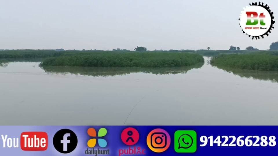 गंगा के जलस्तर में लगातार वृद्धि,मवेशियों के चारे को लेकर संकट Dainik Bhaskar News18 India ABP Live Aaj Tak India Today News24
