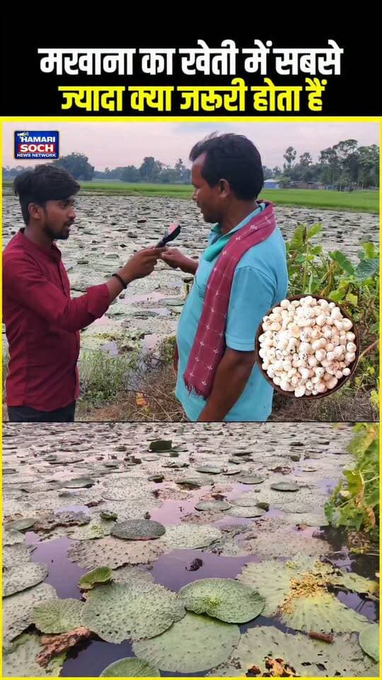 मखाना का खेती में सबसे ज्यादा क्या जरूरी होता है!!😱!! #makhanafarmer #farmer #viral