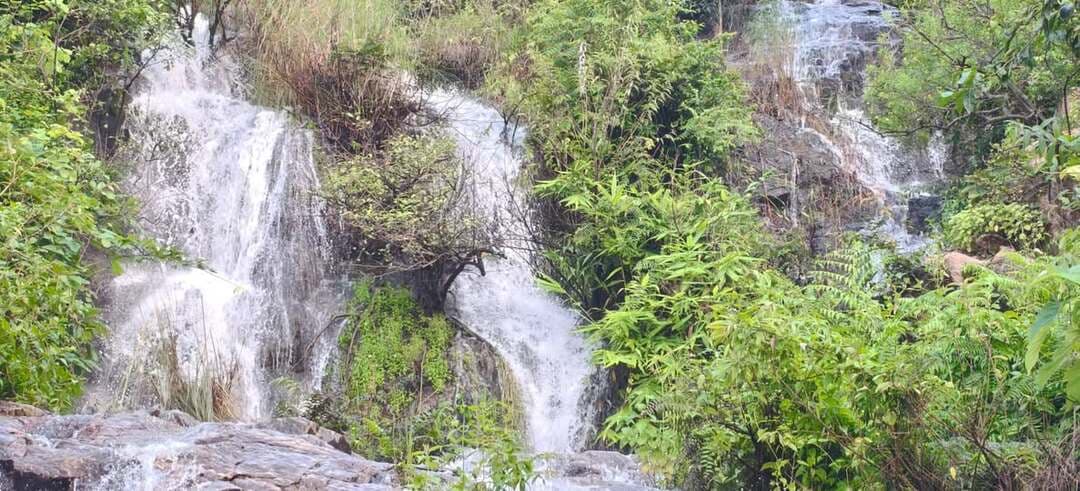 Bokaro में बारिश ने खोला कुदरत का खजाना, सेवाती घाटी का झरना बना आकर्षण का केंद्र
#SevatiValley, #bokaro, #Kasmar, #Jharkhand, #JharkhandTourism, #BokaroTourism, #Waterfall, #Monsoon, #MonsoonTourism, #Tourism in Jharkhand
बोकारो : पिछले तीन-चार दिनों से हो रही लगातार बारिश ने झारखंड-बंगाल सीमा पर स्थित कसमार प्रखंड की सेवाती घाटी की खूबसूरती में चार चांद लगा दिए हैं। बारिश के बाद घाटी का झरना पूरे वेग से बहने लगा है। पहाड़ी चट्टानों के बीच से गिरता सफेद पानी और चारों ओर फैली हरियाली राहगीरों व पर्यटकों को अपनी ओर आकर्षित कर रही है। जिला मुख्यालय से करीब 50 किलोमीटर दूर स्थित सेवाती घाटी इन दिनों मानसून के दौरान सैलानियों के लिए आकर्षण का केंद्र बन गई है।
बारिश ने बढ़ाई घाटी की खूबसूरती
हर साल मानसून के दौरान सेवाती घाटी का झरना लोगों को आकर्षित करता है, लेकिन इस बार लगातार हुई बारिश से जलप्रवाह काफी तेज हो गया है। घाटी का प्राकृतिक नजारा भी पहले से अधिक मनमोहक हो गया है।
बोकारो टाउनशिप से सेवाती घाटी पहुंचे अनिक कुमार ने कहा, "हर साल बारिश के मौसम में यहां का झरना आकर्षण का केंद्र बनता है, लेकिन इस बार लगातार बारिश के कारण पानी का बहाव और आसपास का प्राकृतिक दृश्य बेहद शानदार हो गया है।"
चट्टानों के बीच बहता झरना बना आकर्षण
पहाड़ी ढलानों और चट्टानों के बीच से तेज रफ्तार से नीचे गिरता झरना लोगों का ध्यान खींच रहा है। घने हरे पेड़-पौधों के बीच बहता सफेद पानी घाटी की सुंदरता को और बढ़ा रहा है। सेवाती घाटी से गुजरने वाले कई वाहन चालक झरने का नजारा देखते ही कुछ देर के लिए रुक जा रहे हैं। लोग मोबाइल फोन से तस्वीरें और वीडियो बनाने के साथ सेल्फी भी ले रहे हैं।
आसपास के इलाकों से पहुंच रहे पर्यटक
मानसून के साथ सेवाती घाटी में आसपास के क्षेत्रों से आने वाले लोगों की संख्या भी बढ़ी है। बारिश के बाद पहाड़ियों पर छाई हरियाली, चट्टानी रास्तों से बहता पानी और बादलों से ढकी पहाड़ियां यहां का दृश्य बेहद आकर्षक बना देती हैं। खासकर बारिश के बाद झरने का तेज बहाव पर्यटकों के लिए मुख्य आकर्षण बना हुआ है।
पर्यटन सुविधाओं के विकास की मांग
स्थानीय मुखिया सरिता देवी ने सेवाती घाटी में बुनियादी पर्यटन सुविधाओं के विकास की मांग की है। उन्होंने कहा, "सेवाती घाटी क्षेत्र की प्राकृतिक धरोहर है। यदि यहां जरूरी सुविधाएं विकसित की जाएं तो झारखंड के साथ-साथ पड़ोसी पश्चिम बंगाल से भी बड़ी संख्या में पर्यटक यहां पहुंच सकते हैं।"
सुविधाएं विकसित होने से रोजगार की भी उम्मीद
स्थानीय ग्रामीणों का कहना है कि सेवाती घाटी झारखंड सरकार की पर्यटन सूची में शामिल है, लेकिन अब तक यहां अपेक्षित विकास कार्य नहीं हो पाया है। ग्रामीण सुधीर घासी ने कहा कि क्षेत्र में सुरक्षा व्यवस्था, बैठने की जगह, सूचना संबंधी साइन बोर्ड, साफ-सफाई और अन्य पर्यटक सुविधाएं उपलब्ध कराने की जरूरत है।
उन्होंने कहा कि यदि सेवाती घाटी को व्यवस्थित पर्यटन स्थल के रूप में विकसित किया जाता है तो इससे पर्यटकों की संख्या बढ़ेगी और स्थानीय लोगों के लिए रोजगार के नए अवसर भी पैदा होंगे। ग्रामीणों ने प्रशासन से मानसून के दौरान बढ़ती पर्यटकों की आवाजाही को देखते हुए सुरक्षा और बुनियादी सुविधाओं पर विशेष ध्यान देने की मांग की है।