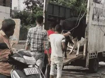 रेवाड़ी प्रशासन की चेतावनी के बावजूद पशुपालकों की दादागिरी:कर्मचारियों से जबरन छुड़ा ले जा रहे पशु; 2 मौताें के बाद भी बेखौफ
रेवाड़ी में बेसहारा पशुओं की समस्या पर प्रशासन की कार्रवाई के बावजूद स्थिति काबू में आती नहीं दिख रही है। पांच दिन में पशुओं के हमले से दो लोगों की मौत और प्रशासन की चेतावनी के बाद भी कुछ पशुपालक बेखौफ नजर आ रहे हैं।
पशु पकड़ने वाली टीम के कर्मचारियों के सामने से ही वैन का दरवाजा खोलकर पशुओं को छुड़ाकर ले जाने के मामले सामने आए हैं। इन घटनाओं में महिलाएं भी पशु छुड़ाने में शामिल नजर आईं। पिछले दो दिनों में ऐसे 2 मामले सामने आ चुके हैं।
बुधवार को कर्मचारियों ने अभियान चलाकर करीब 12 पशु पकड़े। इनमें से एक गाय को पशुपालक वैन में चढ़ने के बाद छुड़ाकर ले गए। वीरवार को भी पशुपालकों ने कर्मचारियों को धमकाकर वैन से दूर किया और उसका दरवाजा खोलकर पशुओं को उतार लिया।
कर्मचारियों के सामने दिखी दादागिरी
पशु छुड़ाने के दौरान कुछ पशुपालक बेखौफ नजर आए। वे वैन के पास पहुंचे और कर्मचारियों की मौजूदगी में रस्सियां खोलकर पशुओं को अपने साथ ले गए। इस दौरान कर्मचारी उन्हें रोकने में असहाय नजर आए। लगातार ऐसी घटनाओं के चलते पशु पकड़ने वाले कर्मचारियों में भी डर और असमंजस की स्थिति बनी हुई है।
4 दिन बाद भी आरोपियों की गिरफ्तारी नहीं
ठेकेदार देवेंद्र की शिकायत पर शहर थाना पुलिस ने 17 अगस्त को गुजरवाड़ा निवासी इंद्र गुर्जर, मलखान गुर्जर और फरसा गुर्जर के खिलाफ केस दर्ज किया था। हालांकि, चार दिन बीतने के बाद भी तीनों आरोपियों की गिरफ्तारी नहीं हो सकी है। वहीं कैप्टन जगराम यादव की मौत के मामले में भी 15 दिन बाद तक केस दर्ज नहीं होने का आरोप है।