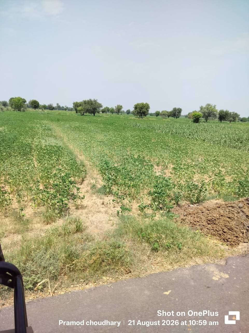 बरसात की कमी के कारण ग्वार की फसल खराब हो रही है आपके क्षेत्र में फसलें कैसी है।
#ग्वार #guar #gwar #viralpost #Agriculture #खेतीकिसानी
