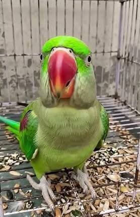 Image post
