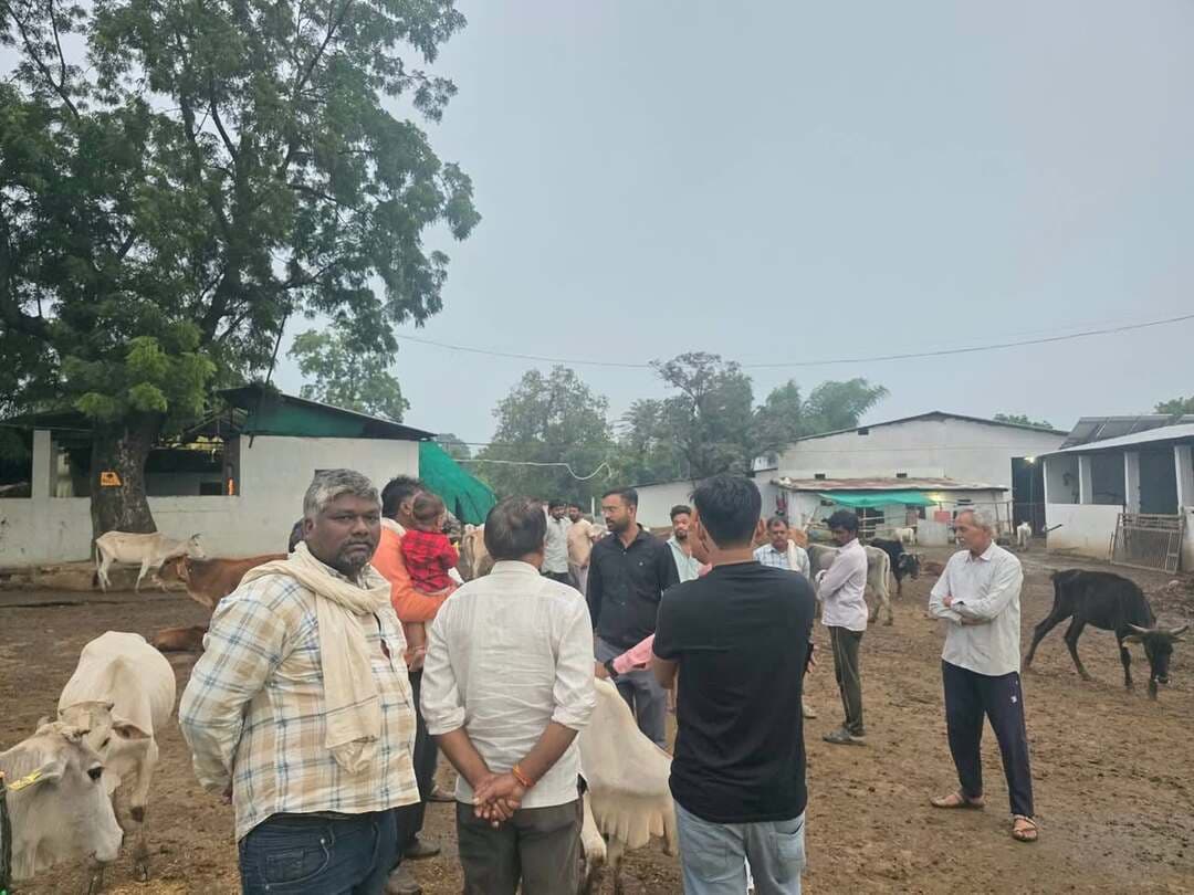 कलेक्टर के निर्देशन में गौशालाओं की सघन मॉनिटरिंग, एसडीएम ने किया बांदरखोह गौशाला का औचक निरीक्षण
कलेक्टर नर्मदापुरम श्री सोमेश मिश्रा के विशेष निर्देशन में जिले की गौशालाओं को सुदृढ़ करने और निराश्रित गोवंश को सुरक्षित आश्रय उपलब्ध कराने के लिए प्रशासन द्वारा निरंतर मॉनिटरिंग की जा रही है।
इसी क्रम में बुधवार को एसडीएम सिवनी मालवा श्री विजय राय ने ग्राम बांदरखोह स्थित 'आचार्य विद्यासागर गौशाला' का औचक निरीक्षण किया।
उल्लेखनीय है कि कलेक्टर श्री मिश्रा के मार्गदर्शन में एसडीएम श्री राय और समाजसेवी श्री संतोष पारीक के विशेष सहयोग से क्षेत्र के लगभग 2000 निराश्रित गोवंशों को सुरक्षित रूप से इस गौशाला में पहुंचाया गया था, जिसे गौ-संरक्षण की दिशा में एक ऐतिहासिक पहल माना जा रहा है।
निरीक्षण के दौरान समाजसेवी संतोष पारीक, युवा पत्रकार अक्षत राजपूत एवं स्थानीय ग्रामीण उपस्थित रहे।
निरीक्षण के दौरान एसडीएम ने गौशाला में निर्माणाधीन नवीन शेडों का जायजा लिया और संचालक को निर्माण कार्य शीघ्र पूर्ण करने के निर्देश दिए। साथ ही प्रबंधन को निर्देशित किया कि पेयजल हौदों की नियमित सफाई की जाए, परिसर से प्रतिदिन गाद हटाई जाए, वृद्ध और युवा गोवंश के लिए पृथक-पृथक शेड की व्यवस्था की जाए तथा दवाओं और फर्स्ट एड किट की पर्याप्त उपलब्धता सुनिश्चित की जाए। एसडीएम ने वेटनरी विभाग को भी निर्देश दिए कि सप्ताह में कम से कम 3 दिन अनिवार्य रूप से गौशाला का दौरा कर घायल और बीमार गोवंश का त्वरित उपचार सुनिश्चित करें।
निरीक्षण के दौरान एक गोवंश घायल अवस्था में मिला। इस पर एसडीएम श्री विजय राय और समाजसेवी श्री संतोष पारीक ने स्वयं आगे बढ़कर घायल गोवंश की मरहम-पट्टी की। अधिकारियों के इस मानवीय व्यवहार से ग्रामीणों में गौ-सेवा के प्रति भावनात्मक जुड़ाव देखने को मिला।
एसडीएम श्री राय ने बताया कि कलेक्टर श्री मिश्रा के निर्देशन में निराश्रित गोवंश को सुरक्षित आश्रय देने और सड़क हादसों को रोकने के लिए यह विशेष अभियान पूरे जिले में चलाया जा रहा है, जिसकी क्षेत्रवासियों द्वारा सराहना की जा रही है
#narmadapuram
CM Madhya Pradesh Dr Mohan Yadav Jansampark Madhya Pradesh General Administration Department, MP Panchayat, Rural Development and Social Welfare Department of Madhya Pradesh Department of Animal Husbandry, Madhya Pradesh Department of Agriculture, Madhya Pradesh