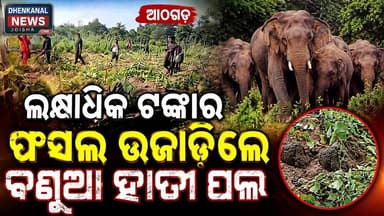 ଆଠଗଡ଼ ଚମ୍ପାପୁର ଗ୍ରାମରେ ଲକ୍ଷାଧିକ ଟଙ୍କାର ଫସଲ ଉଜାଡ଼ିଲେ ବଣୁଆ ହାତୀ ପଲ l Dhenkanal news odisha l