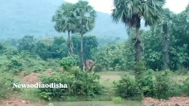 ମହାପଦା ଅlତିଣ୍ଡା ଯୋରନ୍ଦା ଗଁଦିଆ ଭୁବନରେ ବୁଲୁଛି ଏଇ ଗୋଟିକିଆ ଦନ୍ତା ଜଗି ପାରୁନିକି ବନବିଭାଗ
#public#dhenkanal #newsupdate #gandia #odisha