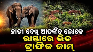 ଯୋଡ଼ା ସହରମୁହାଁ ୧୫ ଟିକିଆ ହାତୀପଲ || Elephant Spotted on Road Sparks Panic